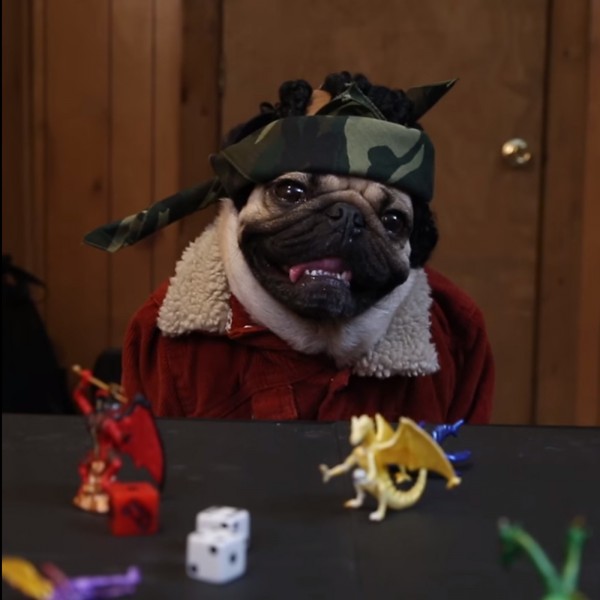 A pug wearing a bandana (Stranger pugs)