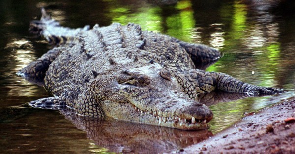 Man almost loses arm to crocodile while trying to impress girl