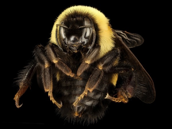 Bumblebee