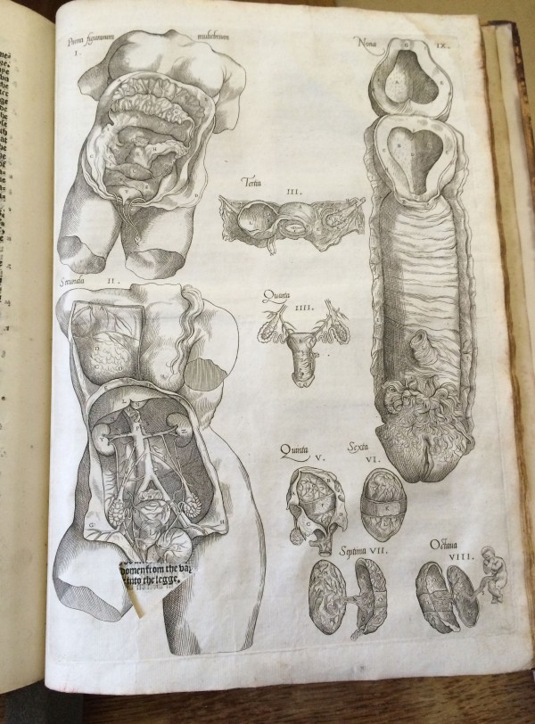 This 16th century anatomy book shows what we may have thought about