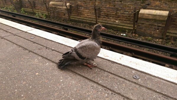 This Is Why You Never See Baby Pigeons The Irish News