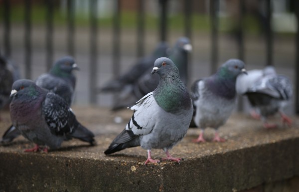 This Is Why You Never See Baby Pigeons The Irish News