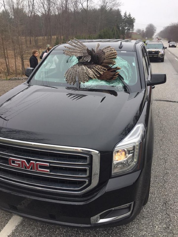 The turkey on the car