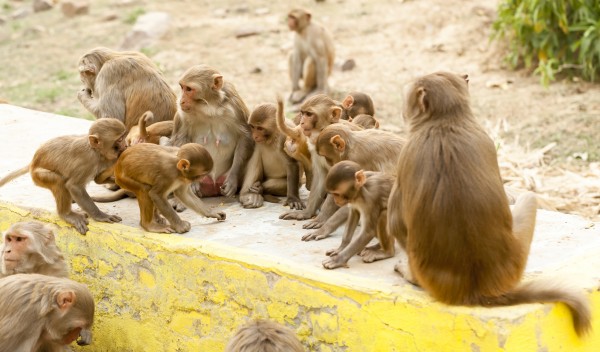 A group of wild monkeys