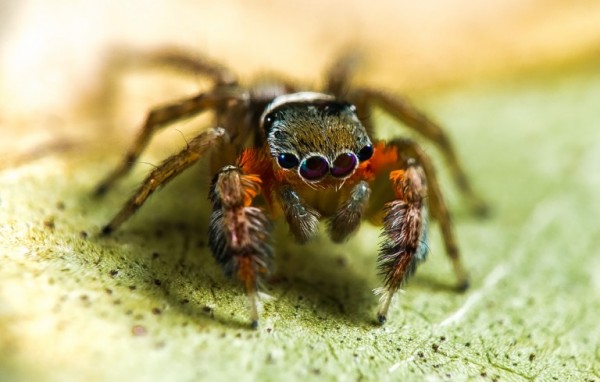 jumping spider