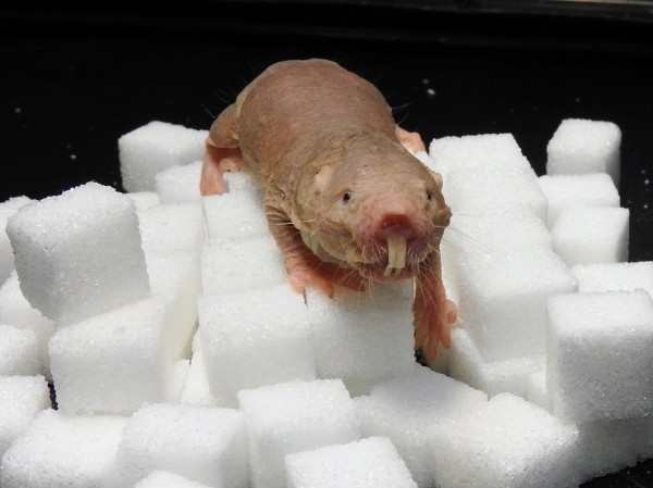 Mole rat on sugar