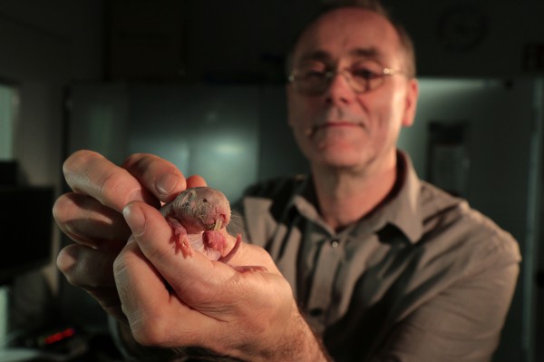 A man with a mole rat