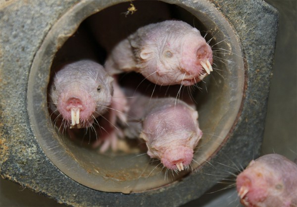 Mole rats in a hole