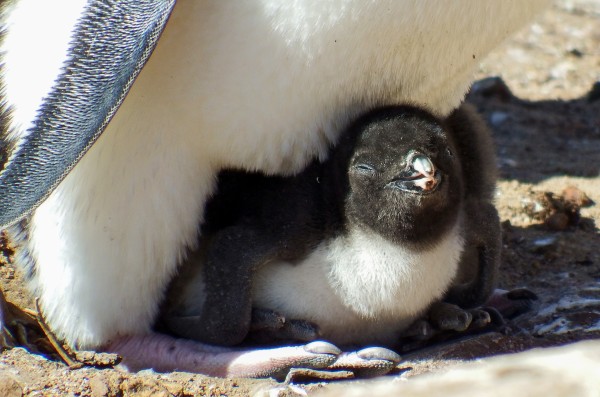 Just 13 Really Great Pictures Of Penguins Because It S