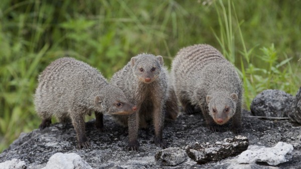banded mongoose