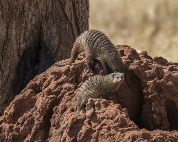 banded mongooses