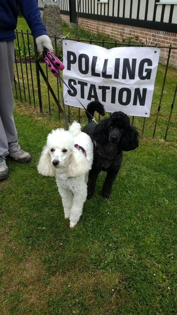 Let dogs at polling stations soothe your midweek blues | Express & Star