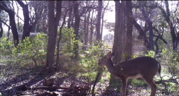 deer with bone in mouth (Lauren Meckel/ Texas State University)