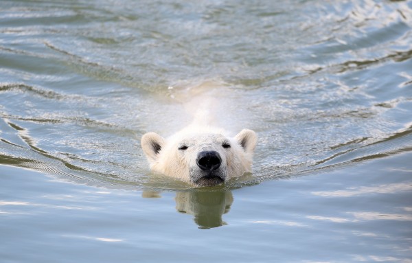 Watch: Polar bear walks on treadmill for science and conservation ...