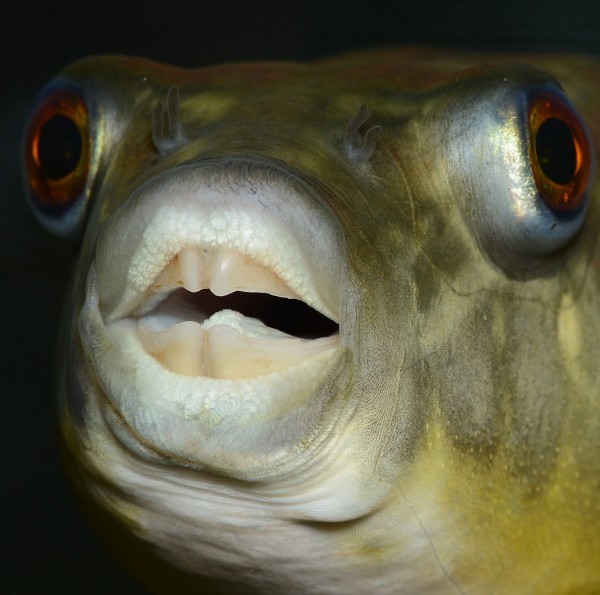 It appears humans and pufferfish share the same genes for