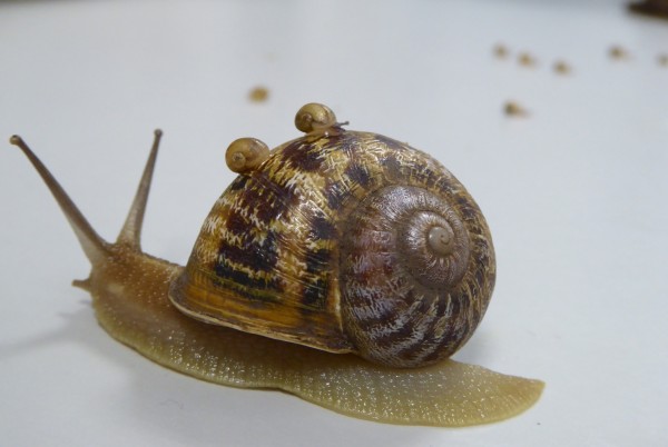 awkward snail