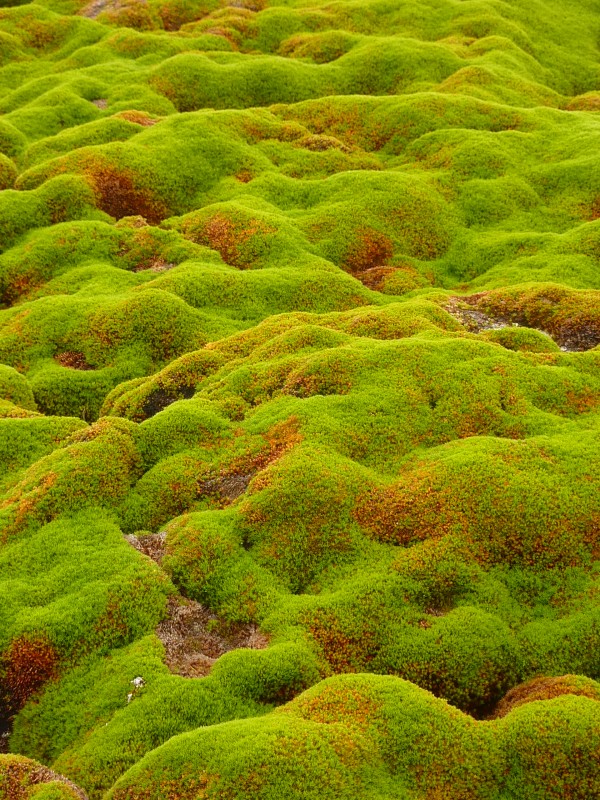 Hummocky terrain of a moss bank surface, Green Island.