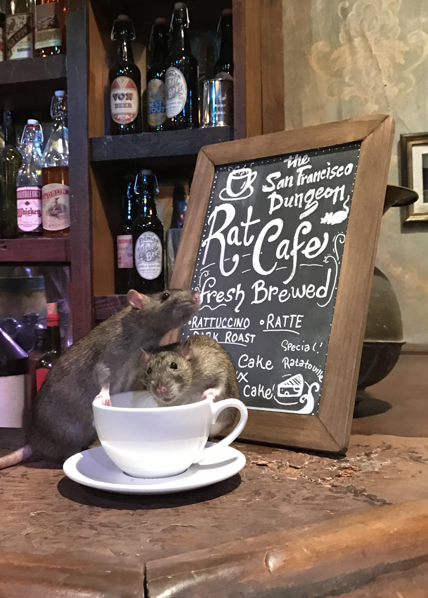 rats at the rat cafe