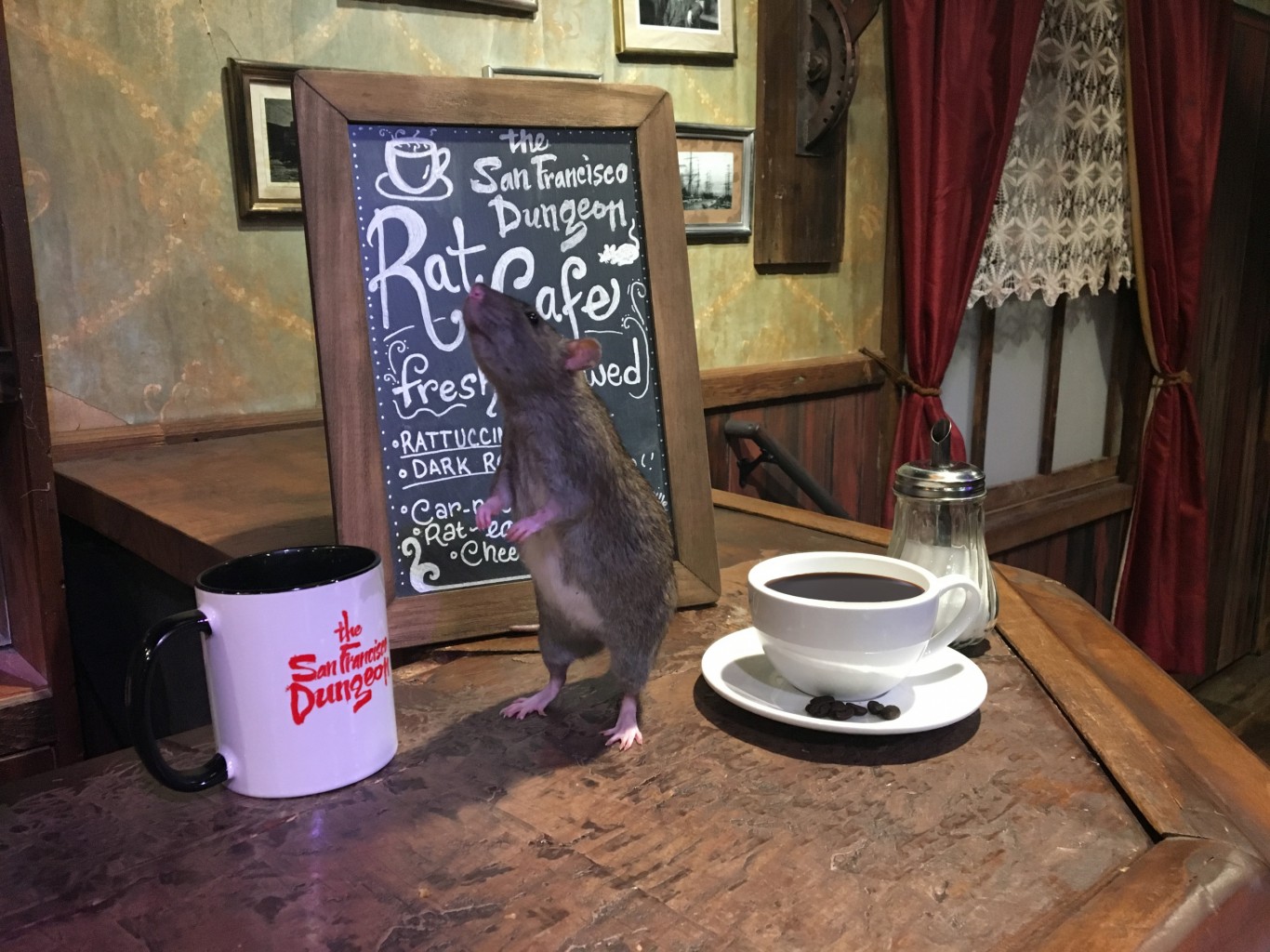 A rat at the rat cafe