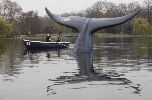 blue-whales-huge-size-due-to-binge-eating-through-climate-change