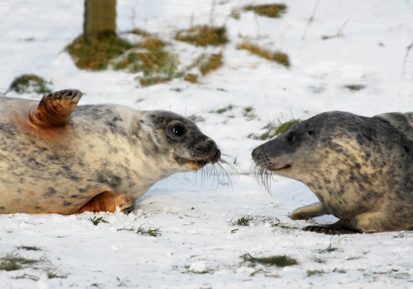 Seals.