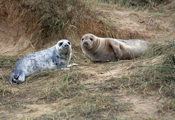 Seal pups.