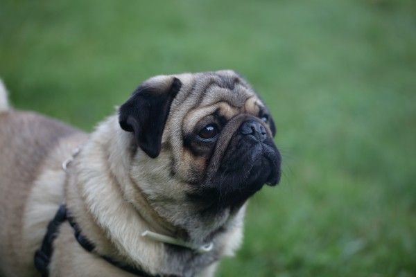 Scientists have found the mutation that makes pugs look like that