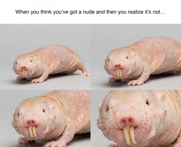 Naked mole rats are being used to protect teens from 