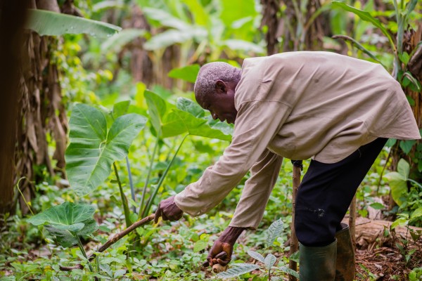 Cocoa farmer cutting weeds underneath a cocoa tree.