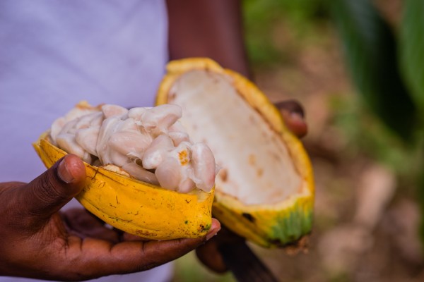 Fresh cocoa pod.