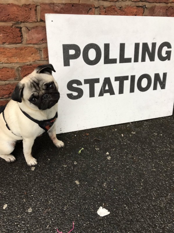 pug at polling station (@SAMiCURE)
