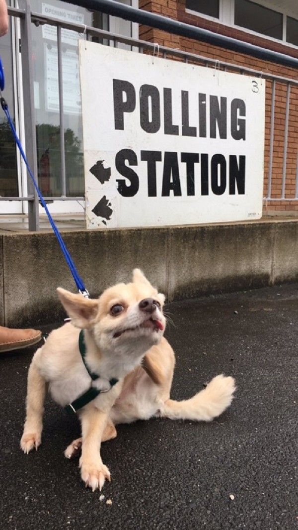 dog at a polling station (Paul Hodgson)