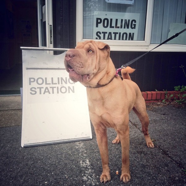 a dog outside a polling station (Edward Packard)