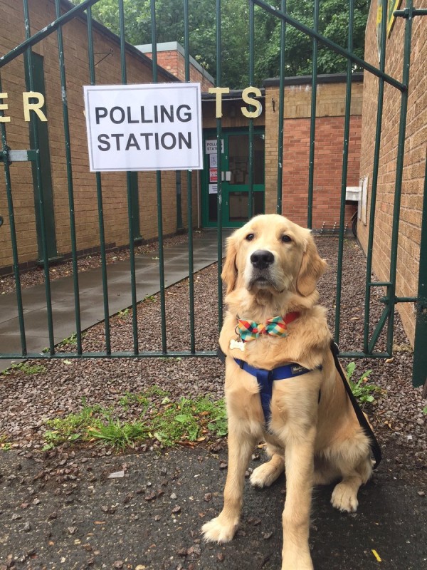 dog in a bow tie at a polling station (Richard Walker)