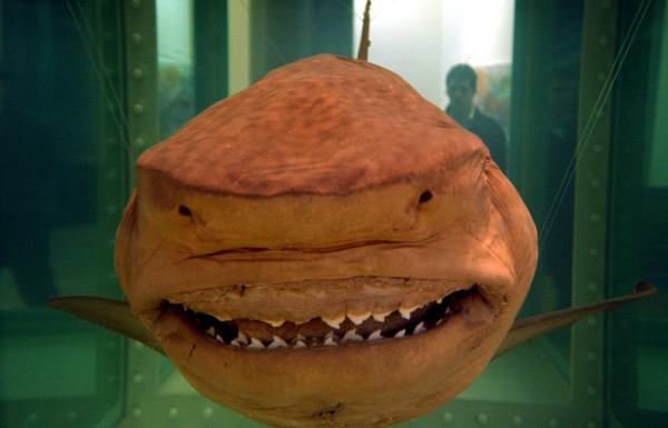 pickled shark