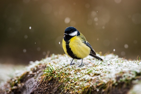 The model said large tits would be fine (Ben Birchall/PA)