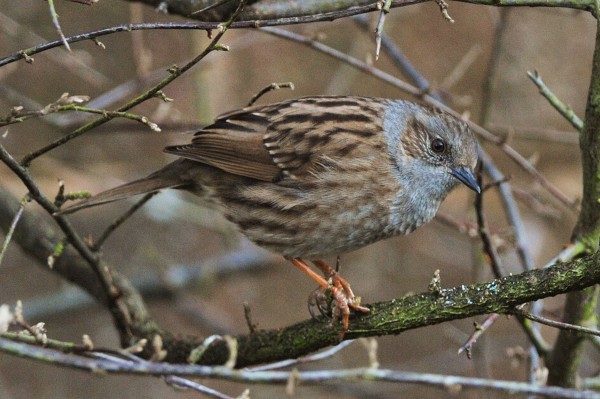 A house sparrow (Nick Ansell/PA0