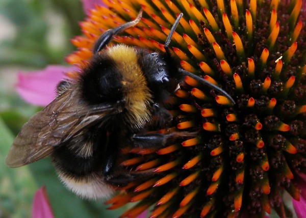 A bumblebee on a flower