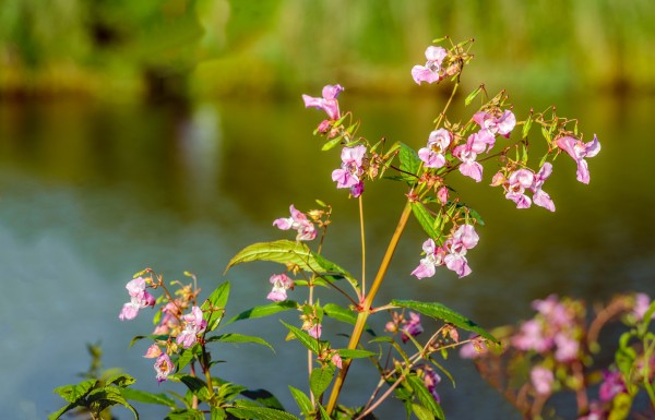 Himalayan Balsam.