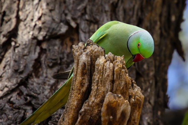 Rose ringed parakeet.