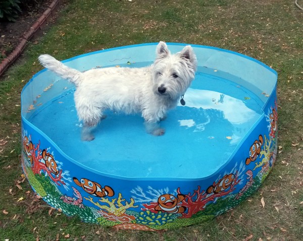 a dog cools off in a paddling pool (Martin Keene/PA)