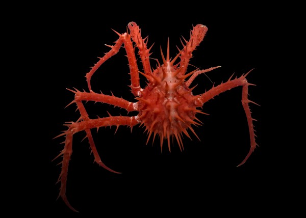 A spiny crab.