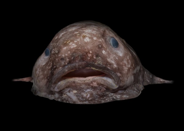 Deep-sea blobfish - PressReader