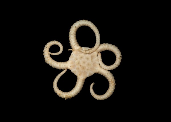 Brittle star.