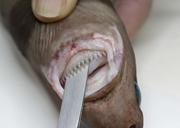 Cookiecutter shark.