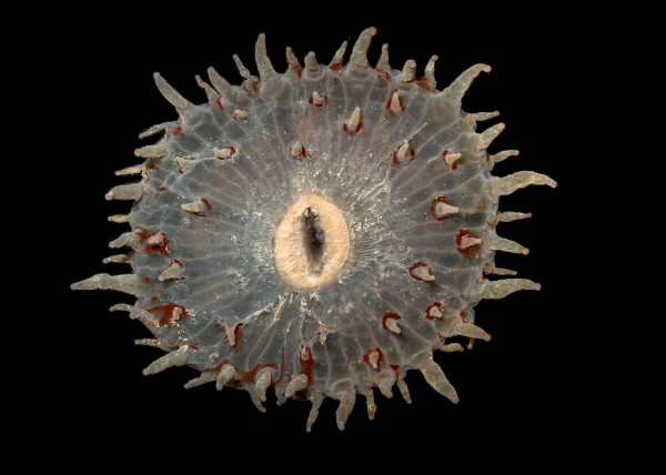 Corallimorpharia.