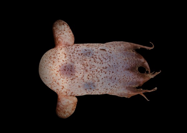 Dumbo octopus.