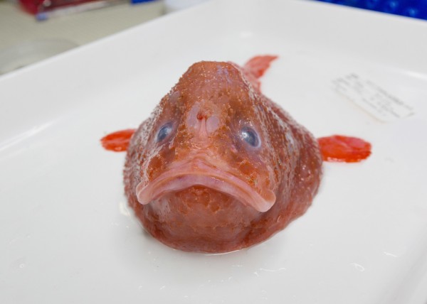 In pictures: The blobfish and other nightmarish creatures living in the  depths of the ocean - The Sunday Post