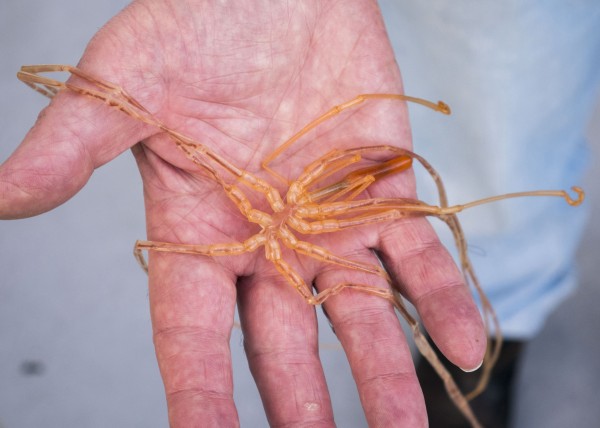 Sea spider.