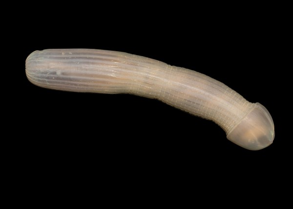 Sipuncula.